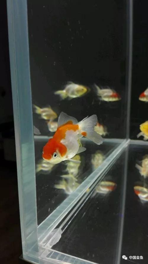 我向媳妇保证，最后一个缸