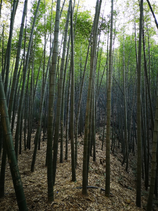 宜兴竹海游和龙背山森林公园游记