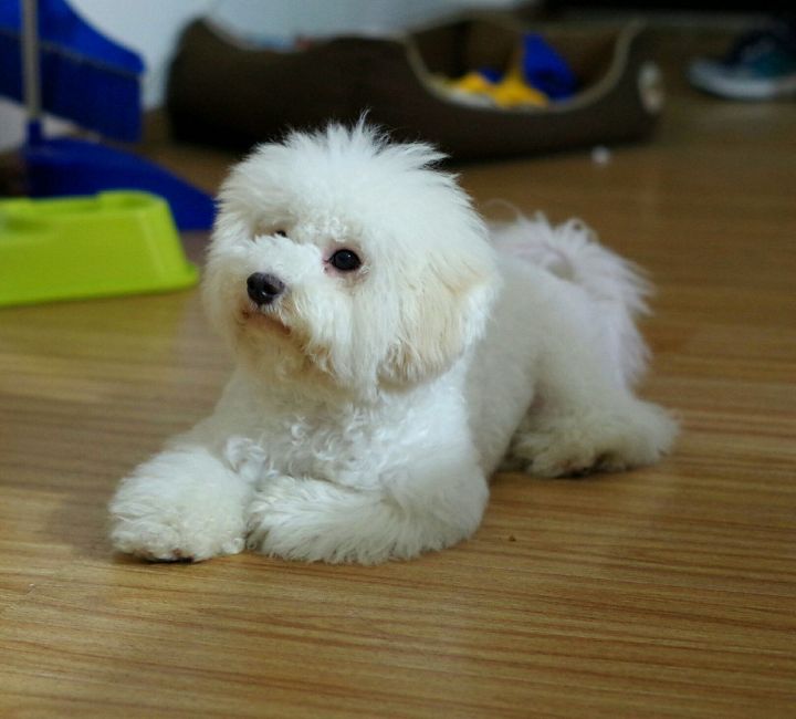 比熊犬怎么才能养好,比熊犬为什么不建议养泰迪