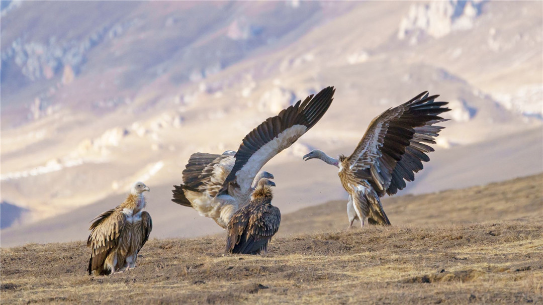 青海泽库公路现高山秃鹫，形象凶狠声誉差，却对伴侣忠贞不二