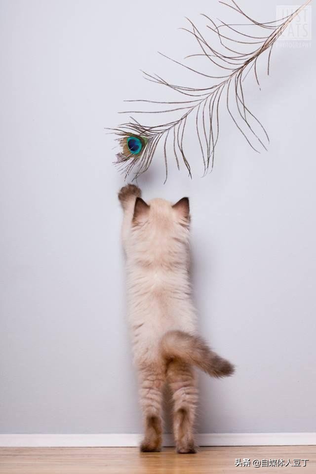 铲屎官怎么教育小猫咪,如何哄铲屎官开心