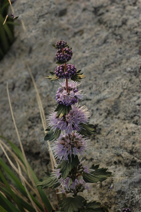 山薄荷，见过吗？能疏风清热，利咽止咳