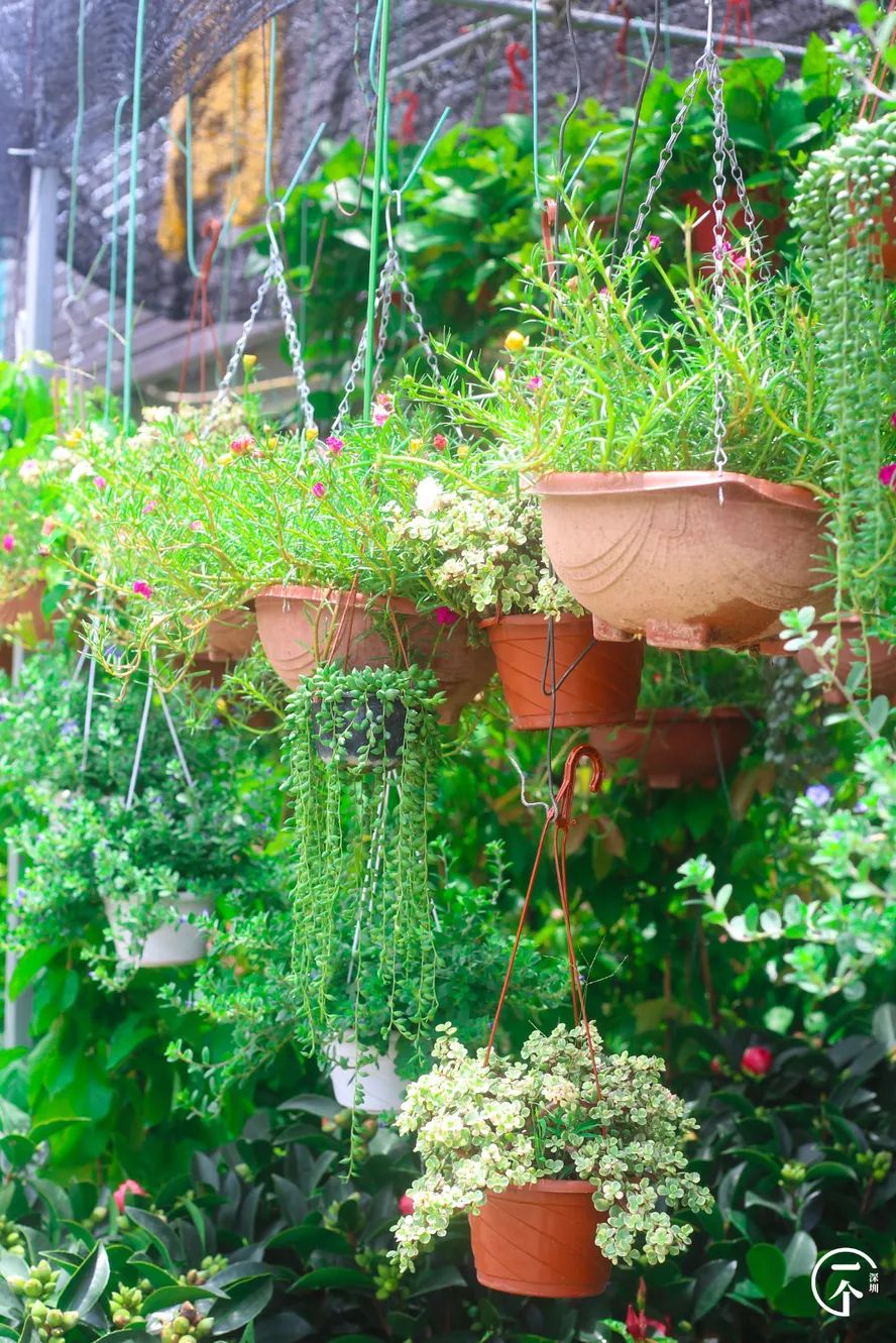 深圳布吉房租走势,布吉租房大概是什么价位