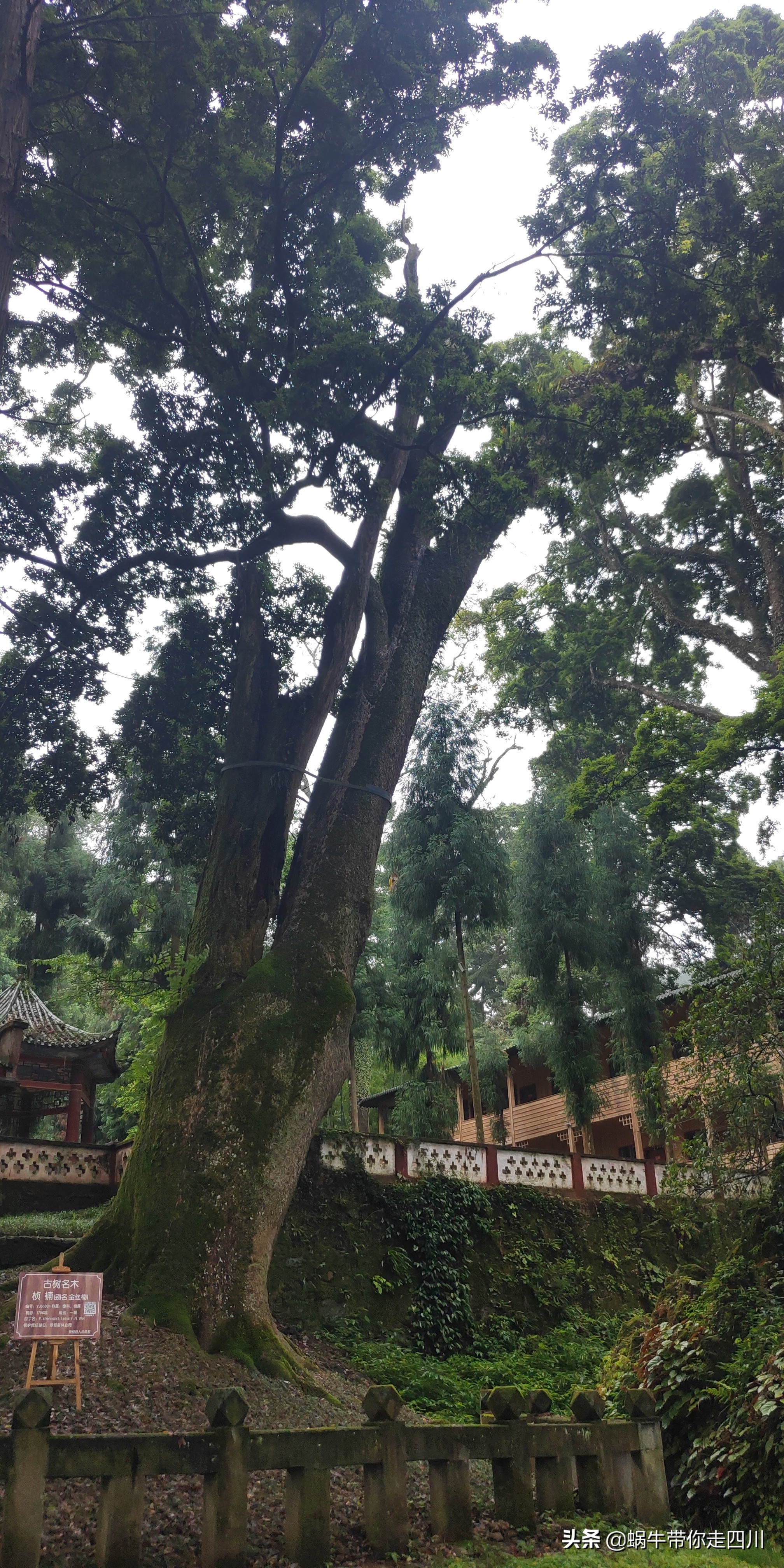 四川成都一家四口骑行游西藏,成都一家三口八日游