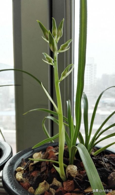 蕙兰兰花品种排名,蕙兰花精品品种