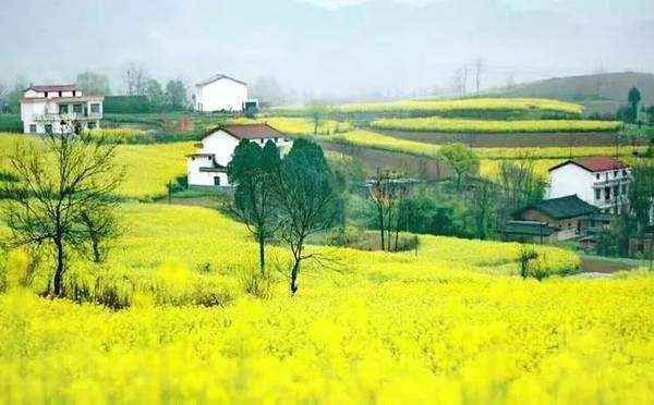 汉中面皮巨头,汉中邓惠民面皮