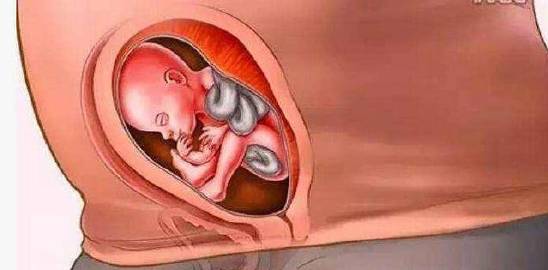 超高清胎儿,超详细的各阶段胎儿发育图