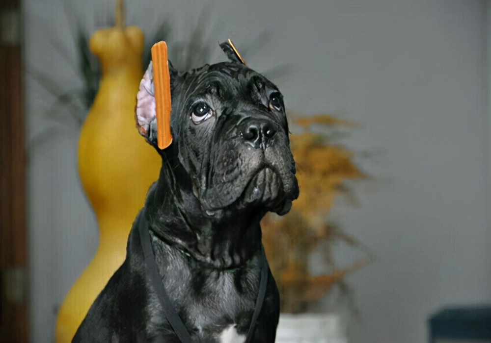 狗狗突然腿瘸是怎么回事能自愈吗,狗狗腿突然瘸了不落地吃什么药