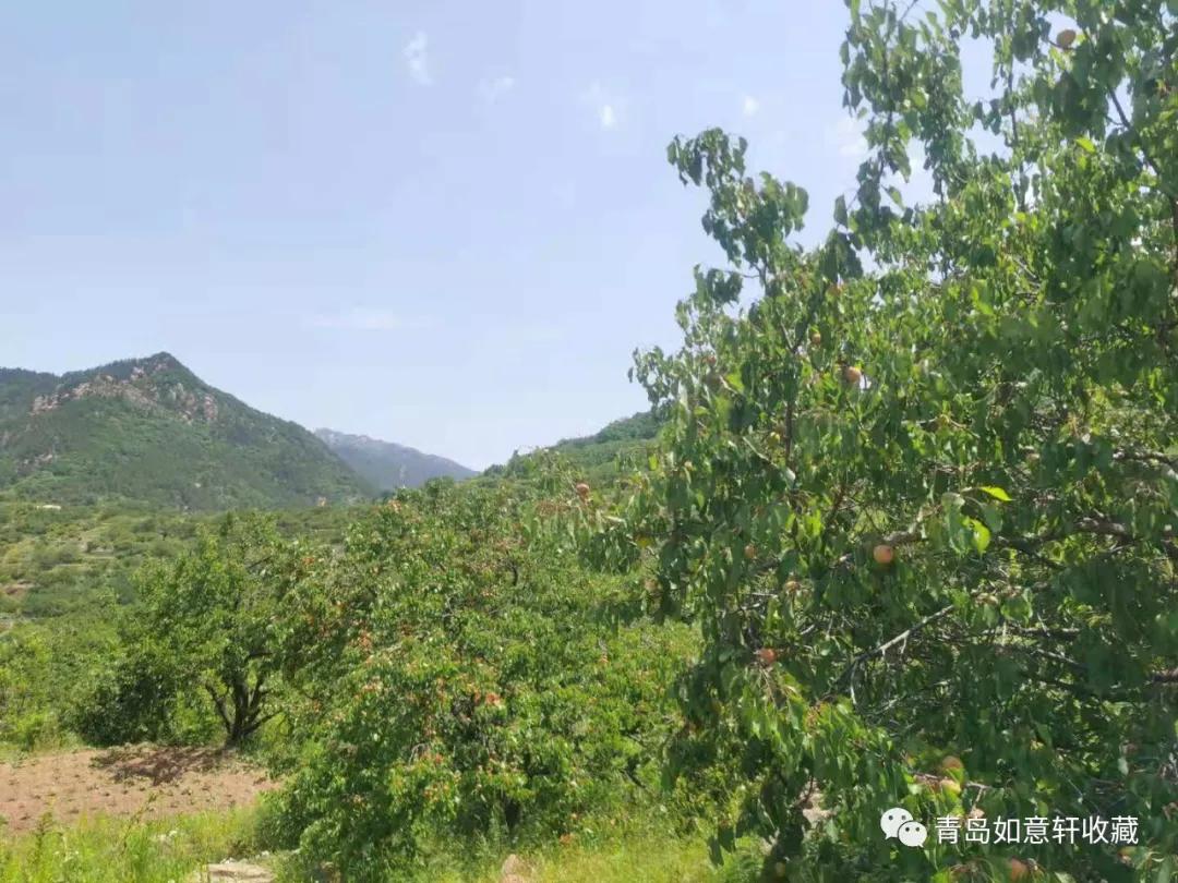 巨峰山泉在哪里,青岛崂山甘露山泉