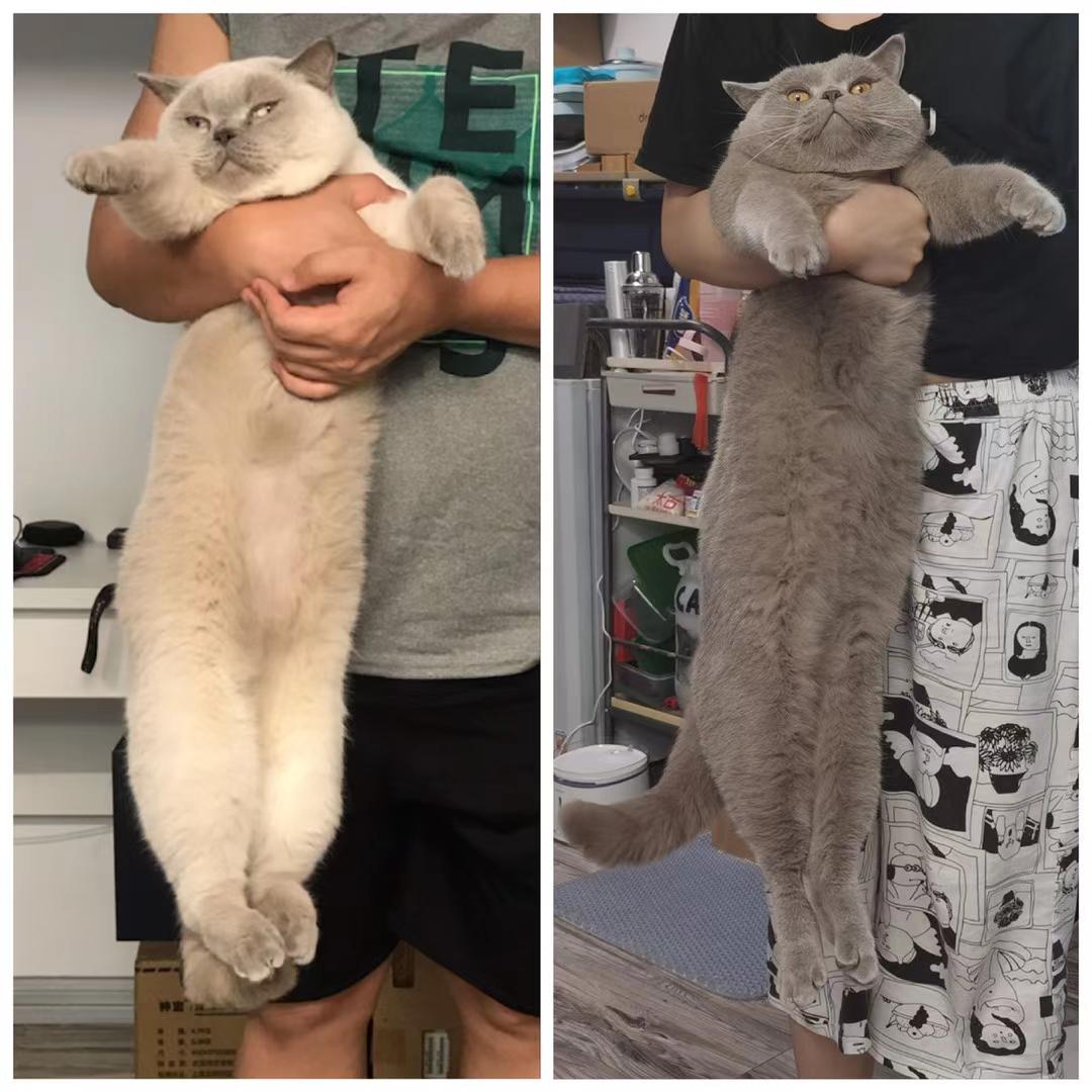 打造人宠共乐的家—“铲S官”的装修笔记