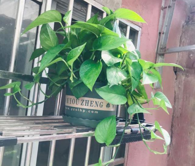 水培富贵竹用凉开水水培绿萝,收到水培绿萝想水培怎么处理
