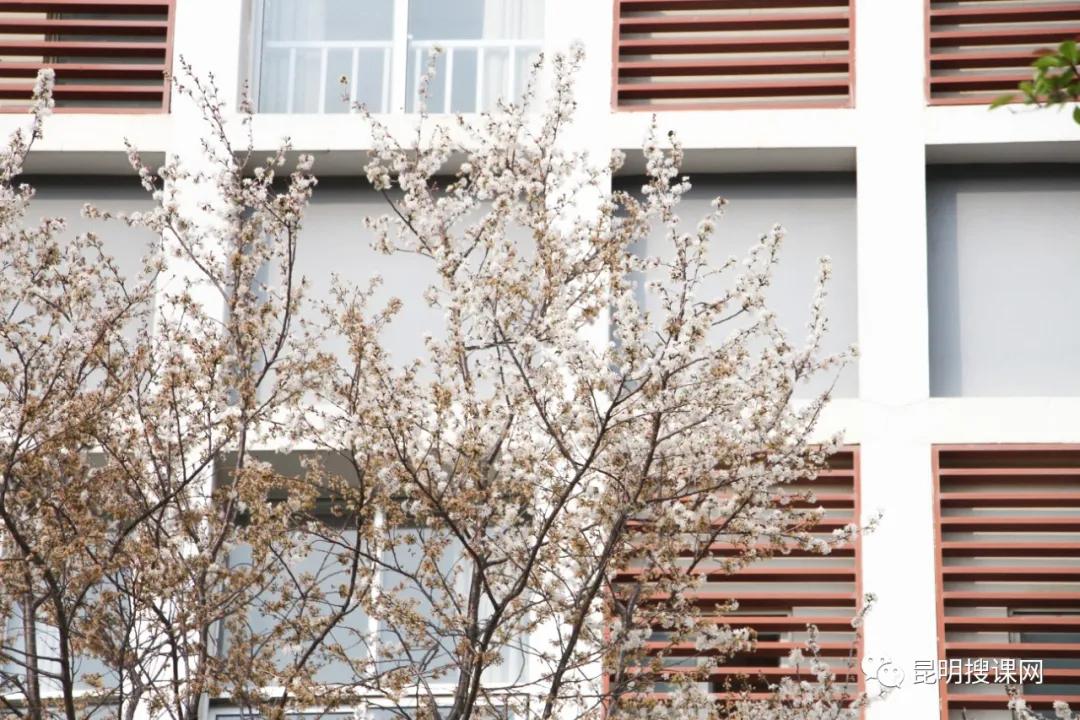 昆明第十中学白塔校区初一,昆明中学实力排名前十名