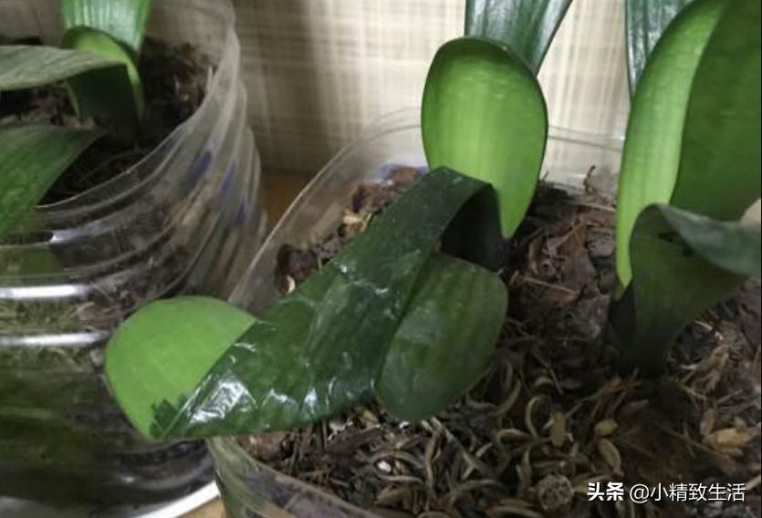 君子兰叶片变红了怎么回事,君子兰叶子出现黄点