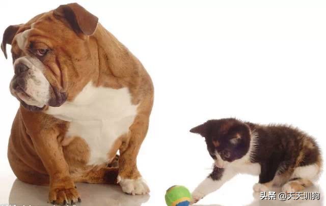 15年宠物狗死亡,十大宠物伤主人事件