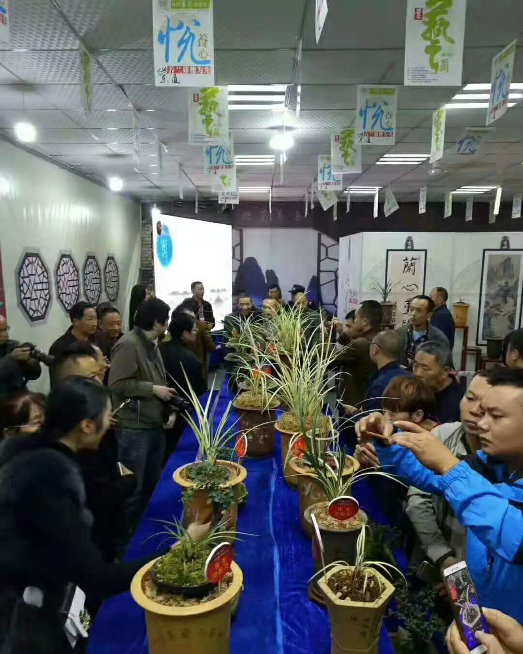 四川艺兰品鉴会上一盆标价高达1680万春剑多艺,曾轰动整个兰界