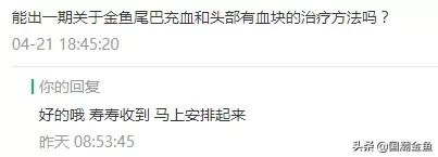 金鱼全身发红充血还能活多久,天气降温金鱼充血怎么办