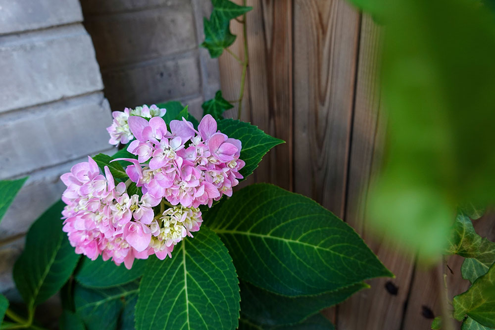 索尼rx100vii功能如何,索尼黑卡rx100一代拍摄视频怎么样