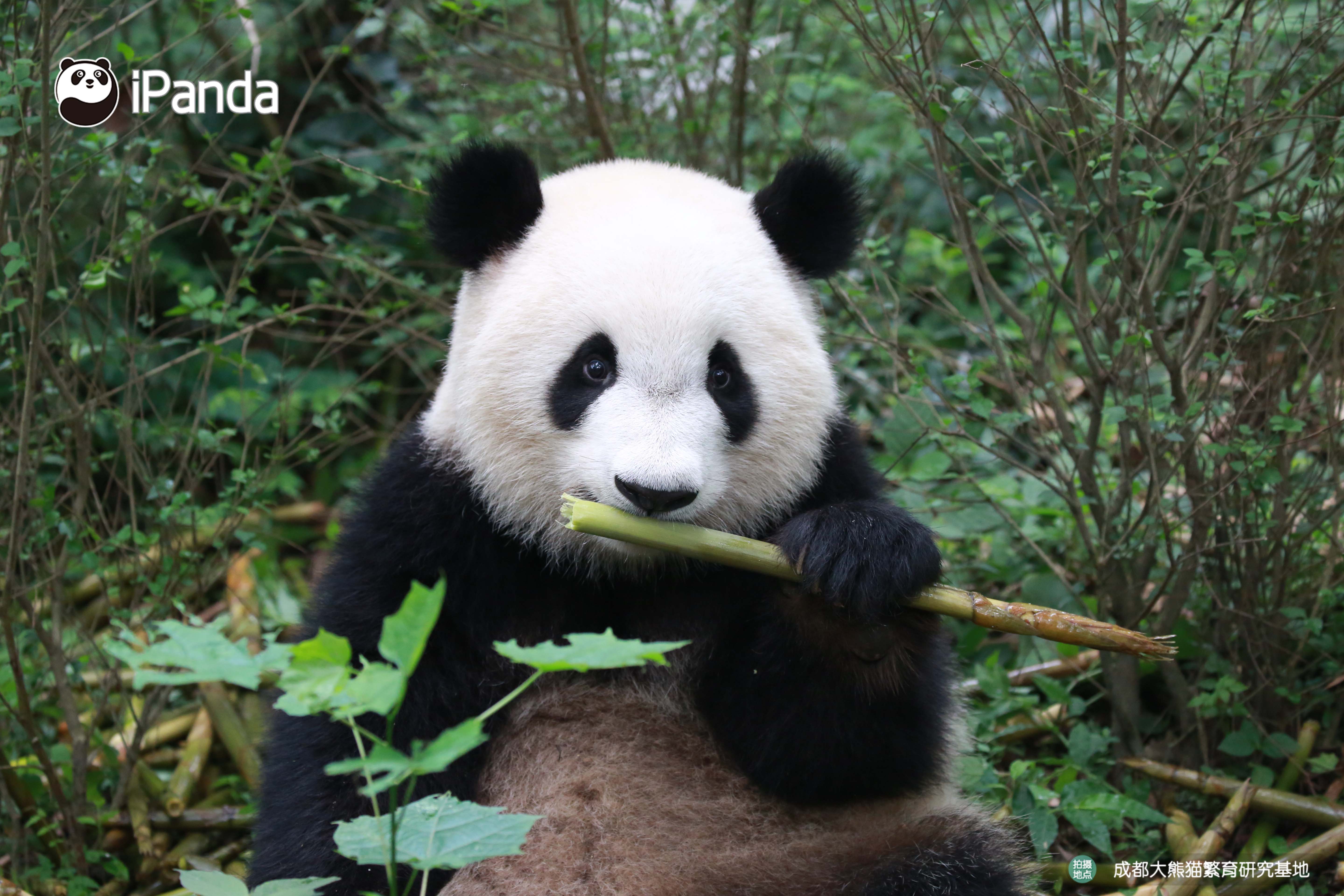 好看的熊头像,好看的熊娃娃