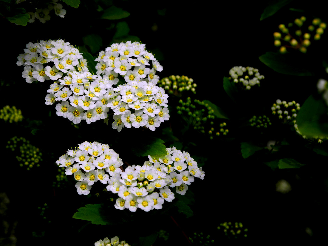 能治跌打损伤的植物图片,七叶一枝花治疗跌打损伤经验