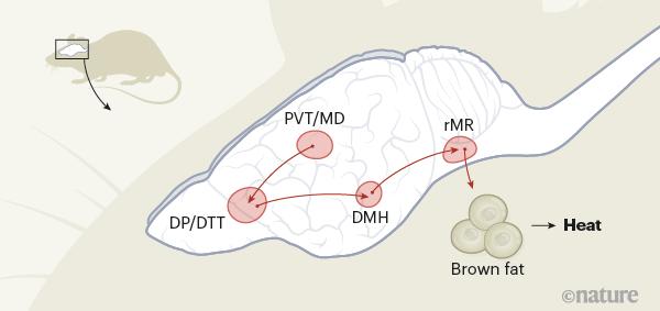 nature鑷寸梾鏈虹悊,nature鎻ず鍘嬪姏濡備綍褰卞搷鍋ュ悍