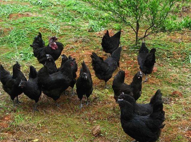 乌鸡为什么越养越贵,养乌鸡会更赚钱吗