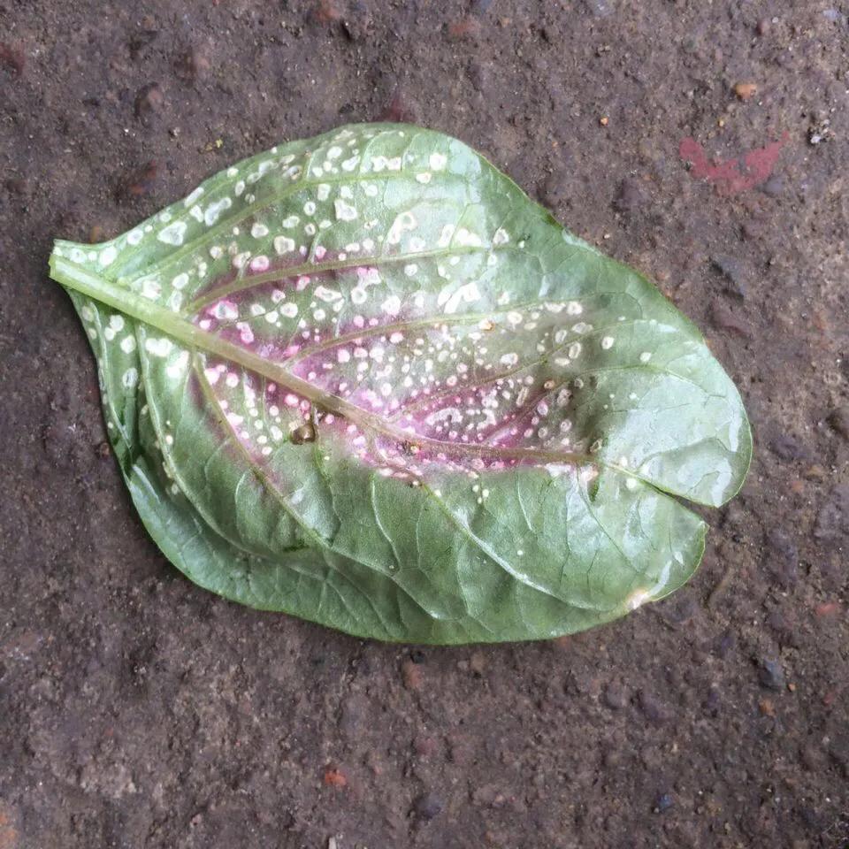 青苋菜病害全部图谱,苋菜常见病害图片大全