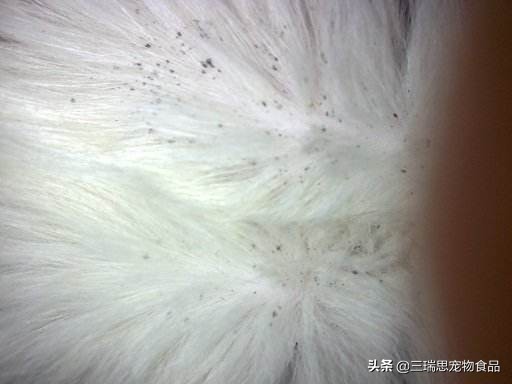 猫狗身上的跳蚤是不是除不尽,猫狗身上的跳蚤用什么能洗掉