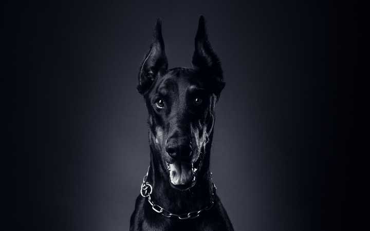 最聪明的十大狗狗品种介绍,史上最全的狗狗品种记得收藏