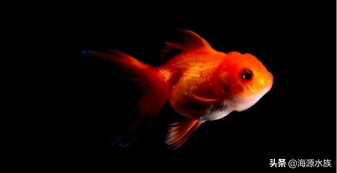 鱼儿突然死亡预示着什么,鱼儿突然死亡的原因