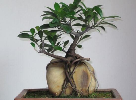 榕树盆景的养殖方法和技巧,小榕树盆景的养殖方法