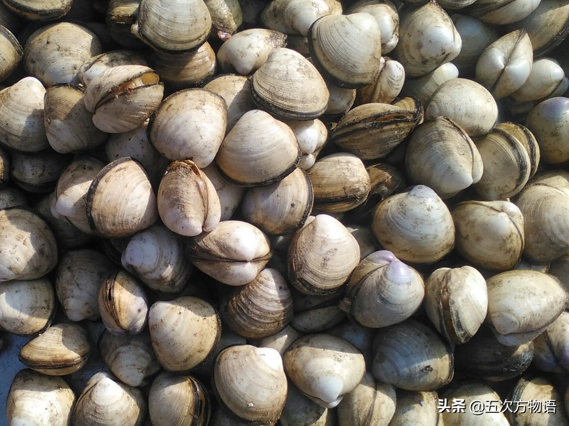 好吃的贝类品种大全,青岛贝类海鲜有哪些品种