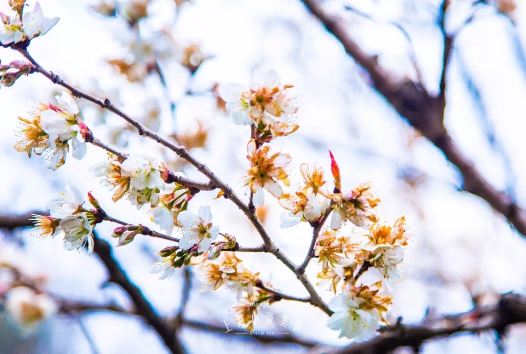小众赏樱胜地,魔都赏樱旅游攻略