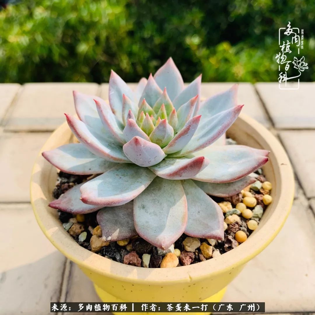 在冬日阳光下，记一个多肉小白的养肉历程