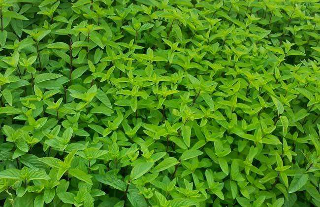 7月份播种薄荷当年可采收吗,薄荷最后一批采收是几月份