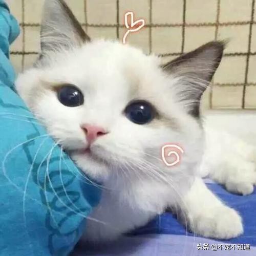 猫咪乱尿太烦人听听医生怎么说,猫咪绝育后还是乱尿怎么回事