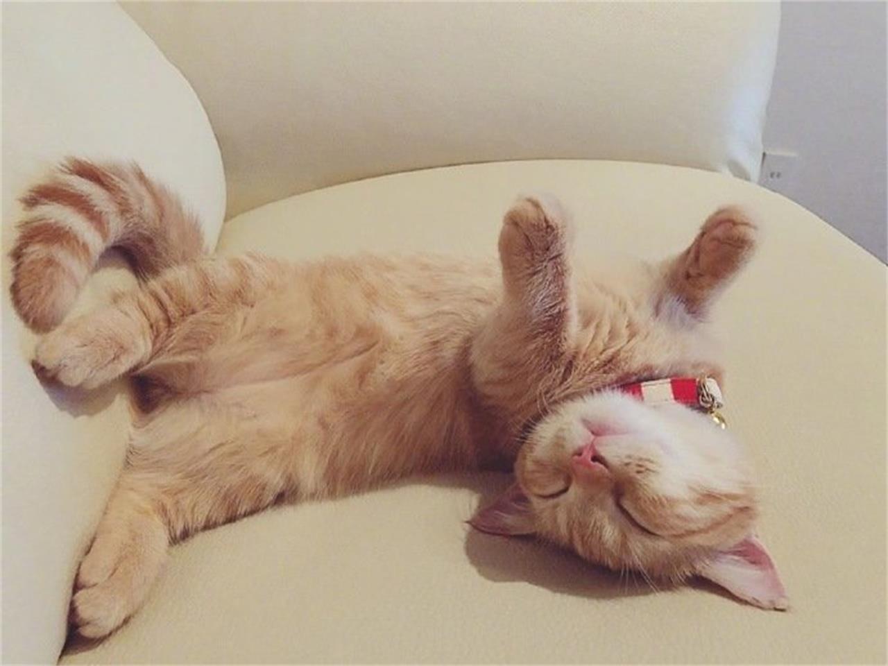 猫咪嘴巴臭怎么解决视频,猫咪呕吐还不精神特别臭怎么回事