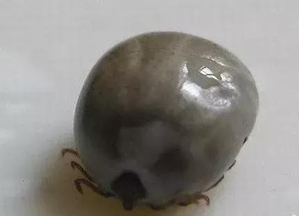 夏季孩子必须注意的虫子,夏天宝宝一定要小心蜱虫