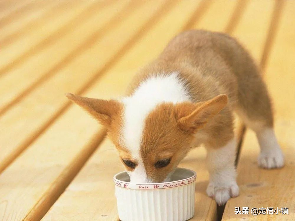泡狗粮正确方法,小狗粮要泡多久