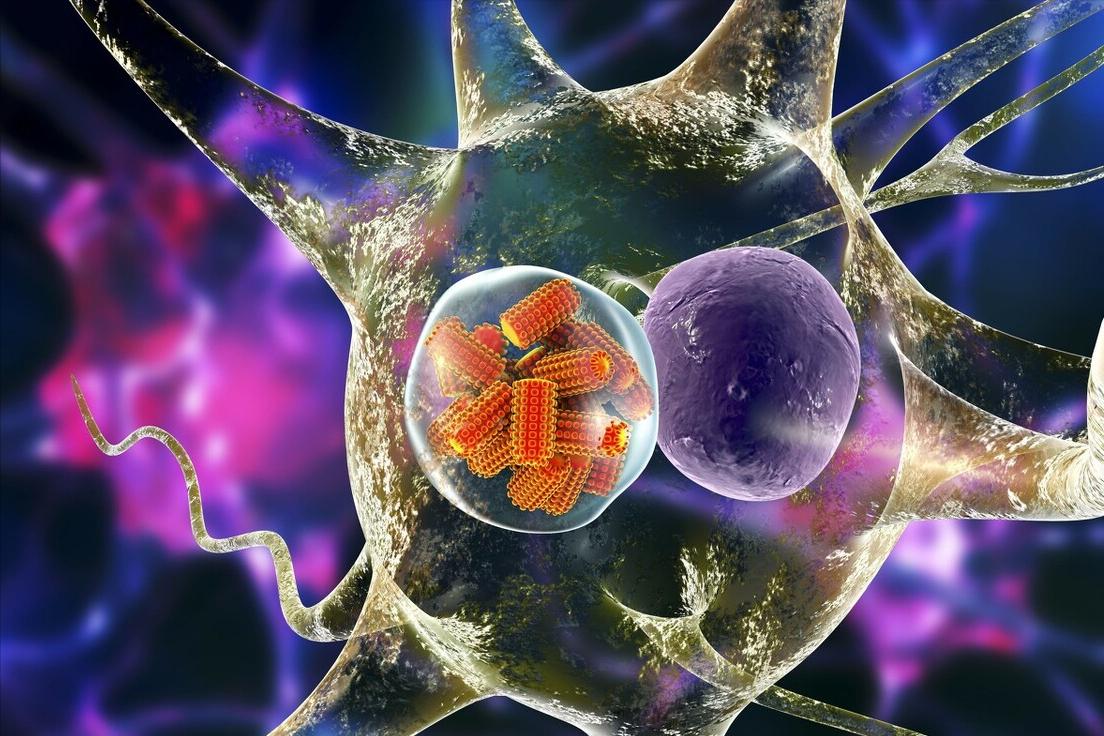 狗狗狂犬病发病症状前兆,狗狗狂犬病早期症状有哪些