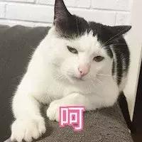 猫咪抓伤感染狂犬病几率,猫抓热是什么意思