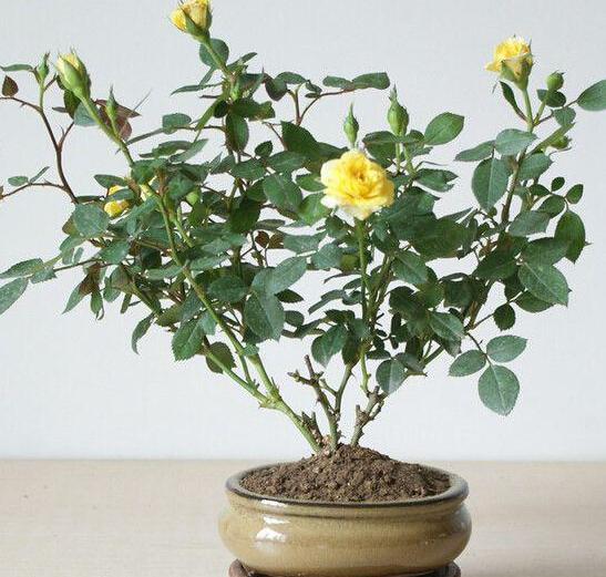 花草叶子干枯蔫了怎么回事,花缺水叶子都蔫了多久能恢复