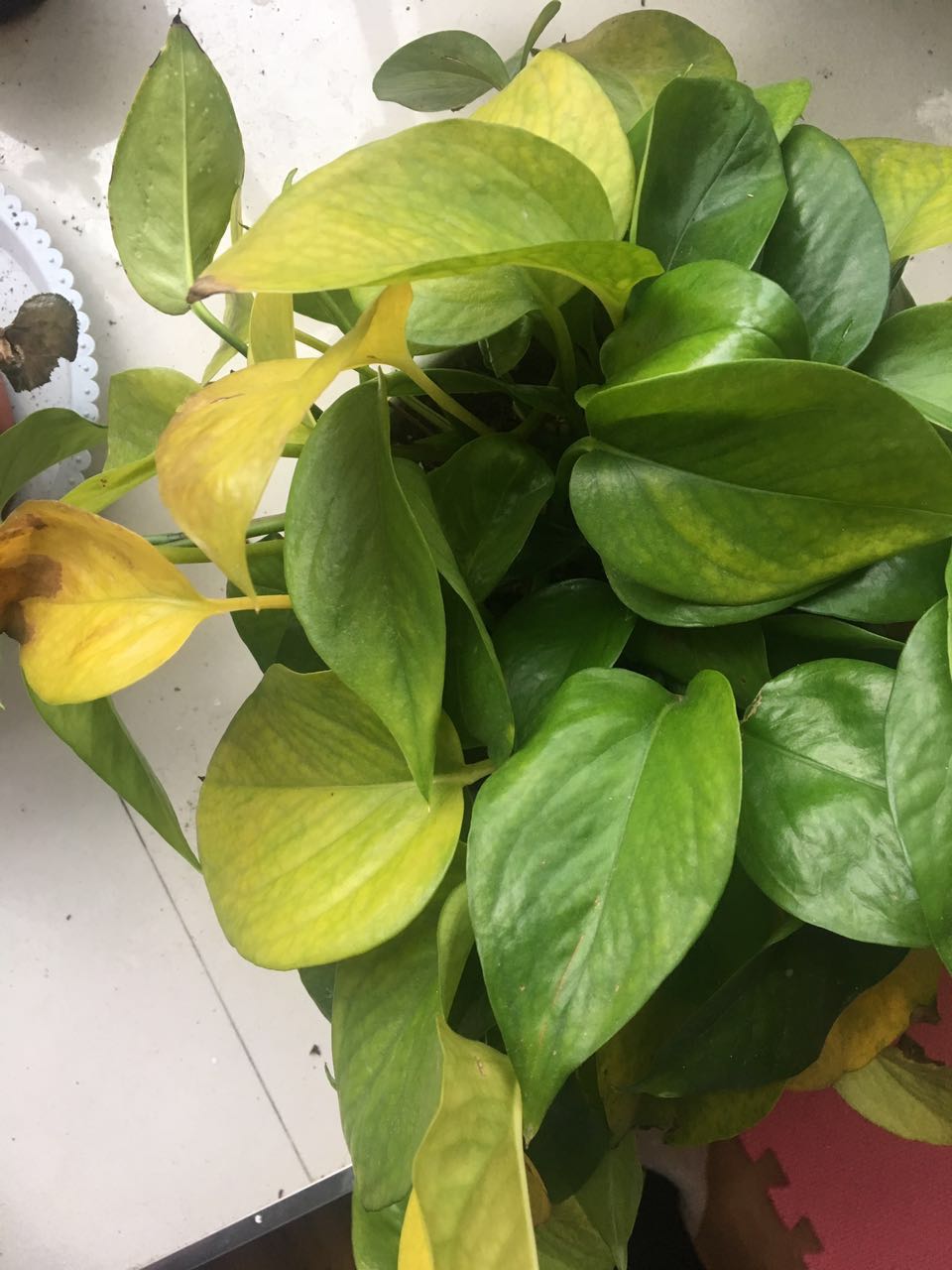 绿萝黄叶别担心，1瓶“废水”浇下去，两周生机盎然，绿油油