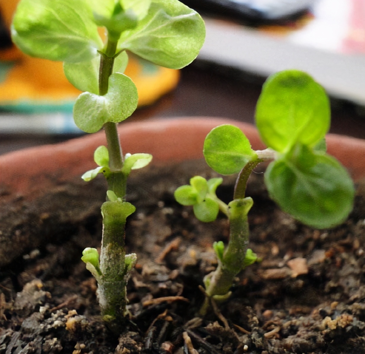 用薄荷种子怎么养出薄荷,薄荷种子一般催芽几天出芽