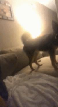 狗狗总是咬自己的脚怎么办,狗狗总是咬主人的脚怎么训练