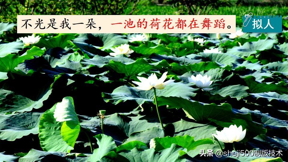 部编版三年级下册语文3荷花讲解,三年级下册部编语文荷花教学视频