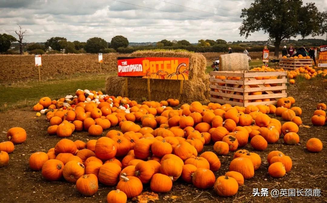 南瓜大作战任务,南瓜大作战活动攻略