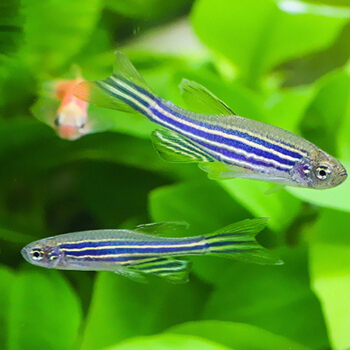 新手怎么养斑马鱼视频讲解,饲养斑马鱼喂什么好呢视频