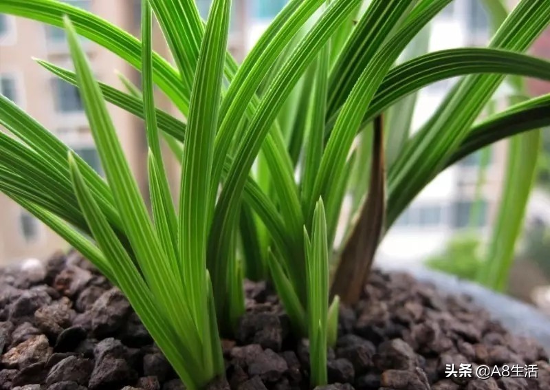 每日一品兰花图片大全,每日一品兰花价格