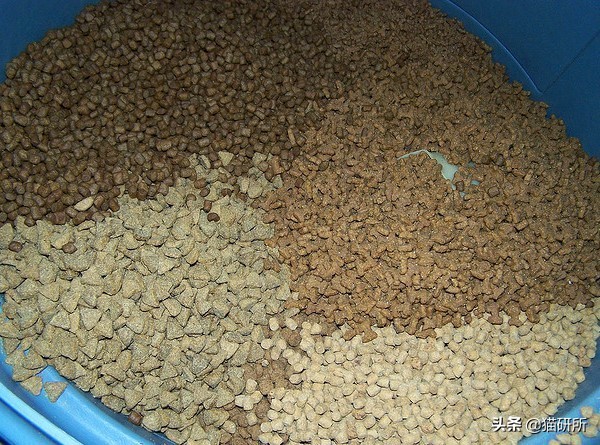 这9个猫界冷知识，你知道么？