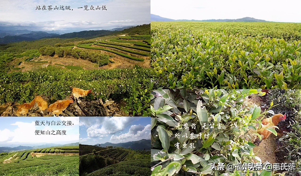 7.毛强生‖一杯会说话，有故事，人人喝得懂的茶（创业者自述）